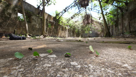 fungus-growing-ants-endemic-to-south-and-central-america-walking-on-concrete